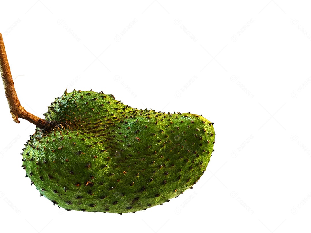 Graviola Fruta sobre fundo isolado branco