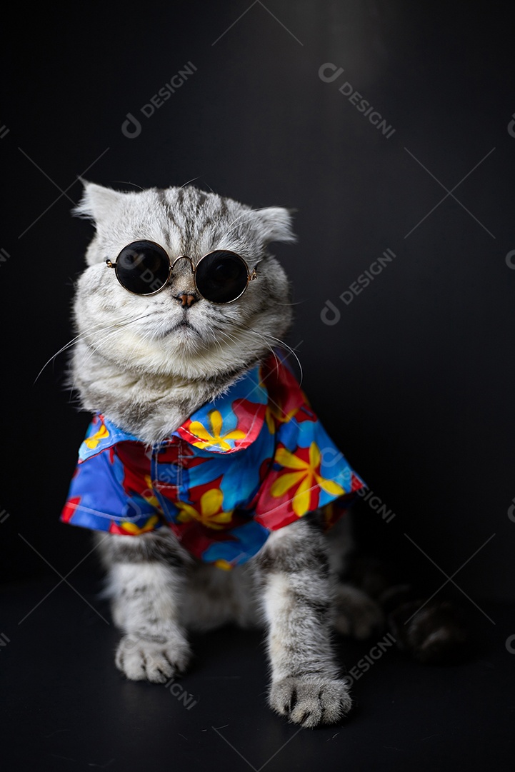 O gato Scottish Fold usa óculos escuros e camisa.