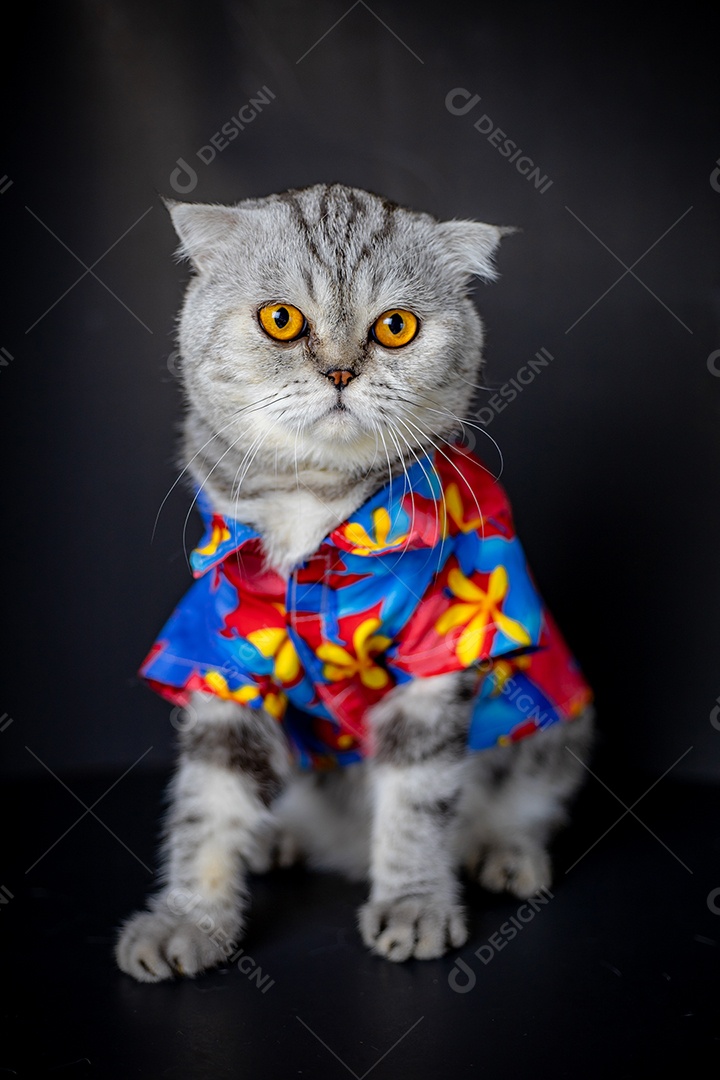 O gato Scottish Fold usa camisa floral.