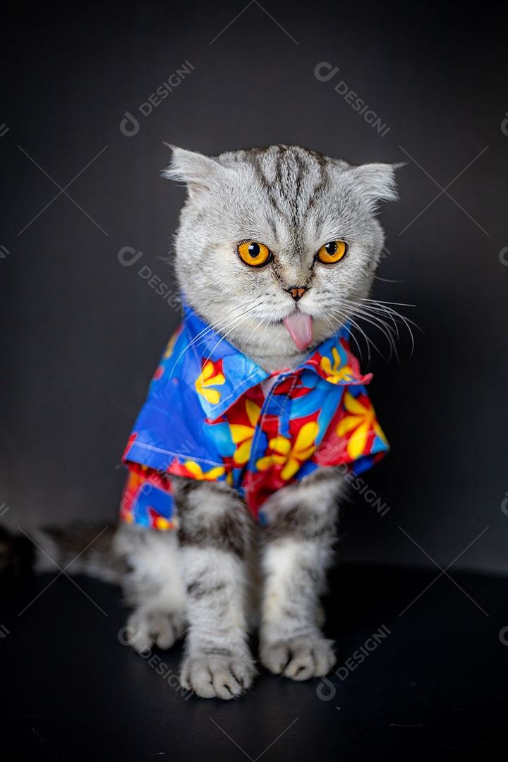 O gato Scottish Fold usa camisa floral.