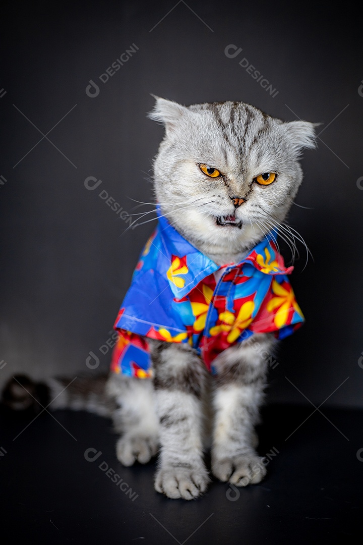 O gato Scottish Fold usa camisa floral.