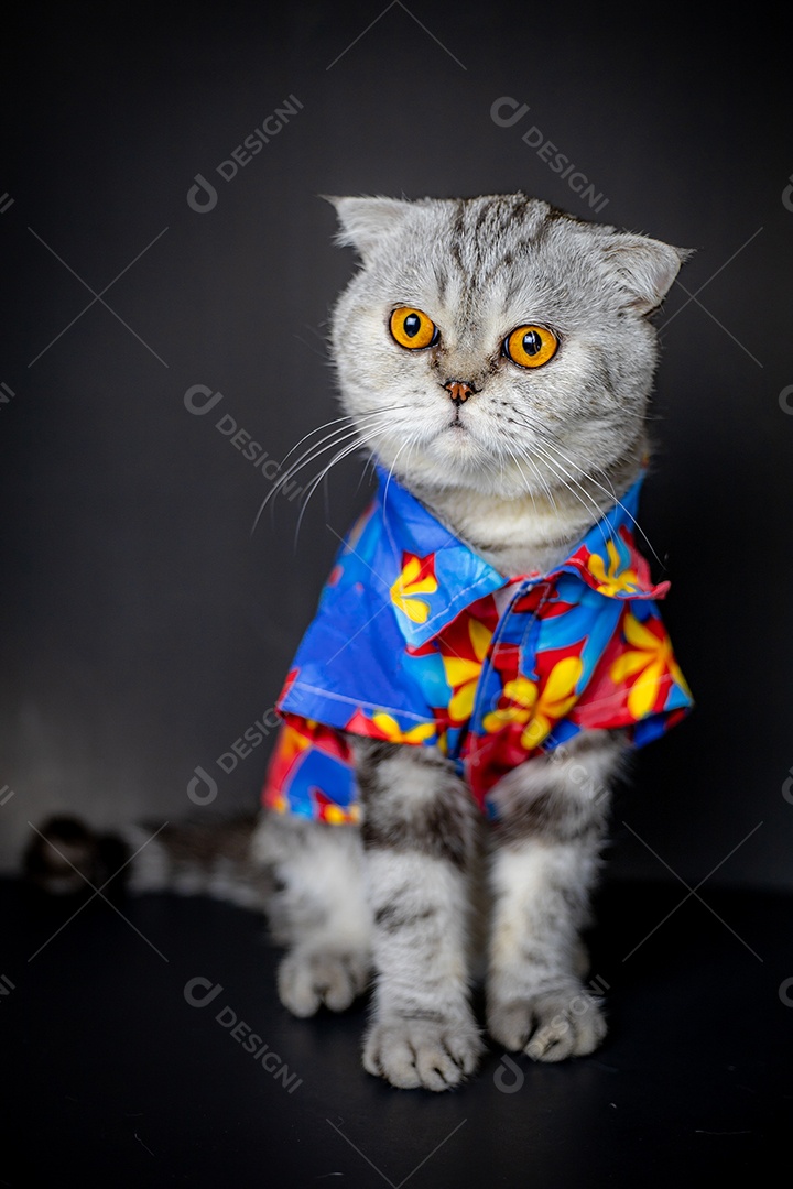 O gato Scottish Fold usa camisa floral.