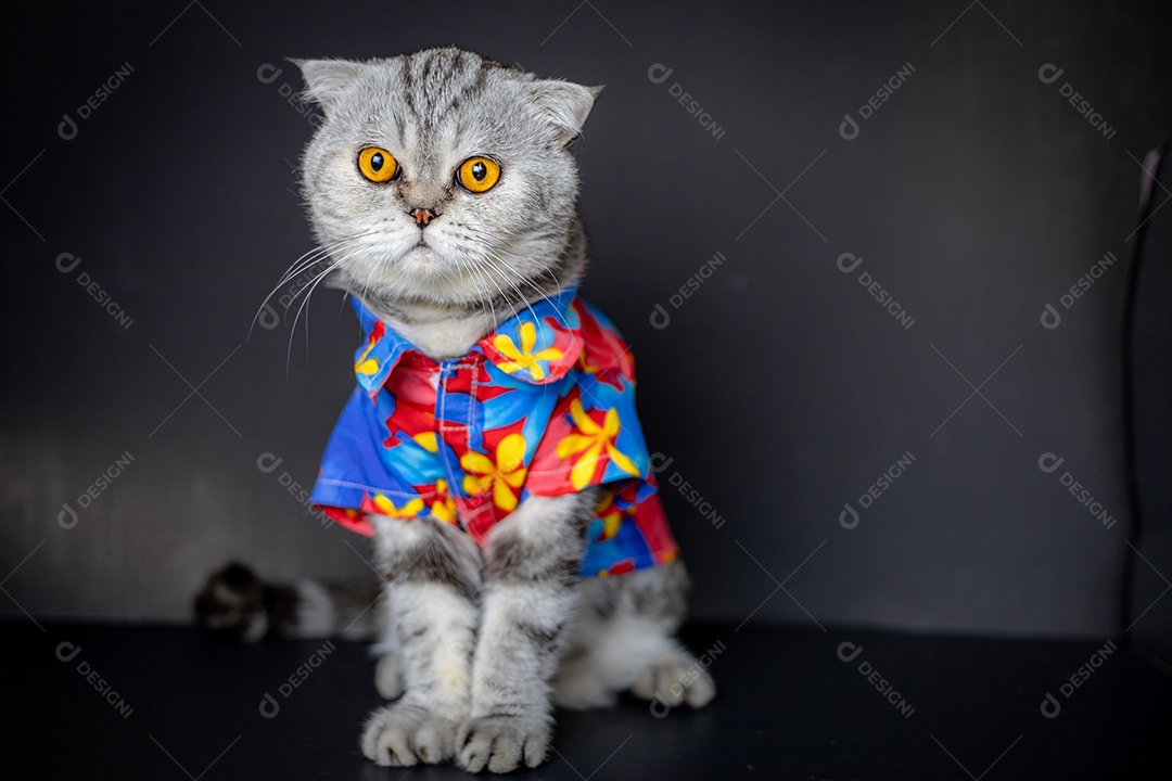 O gato Scottish Fold usa camisa floral.