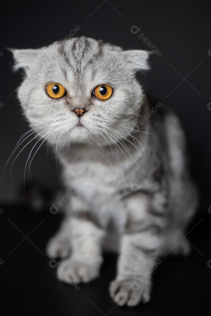 Retrato scottish fold gato no estúdio.