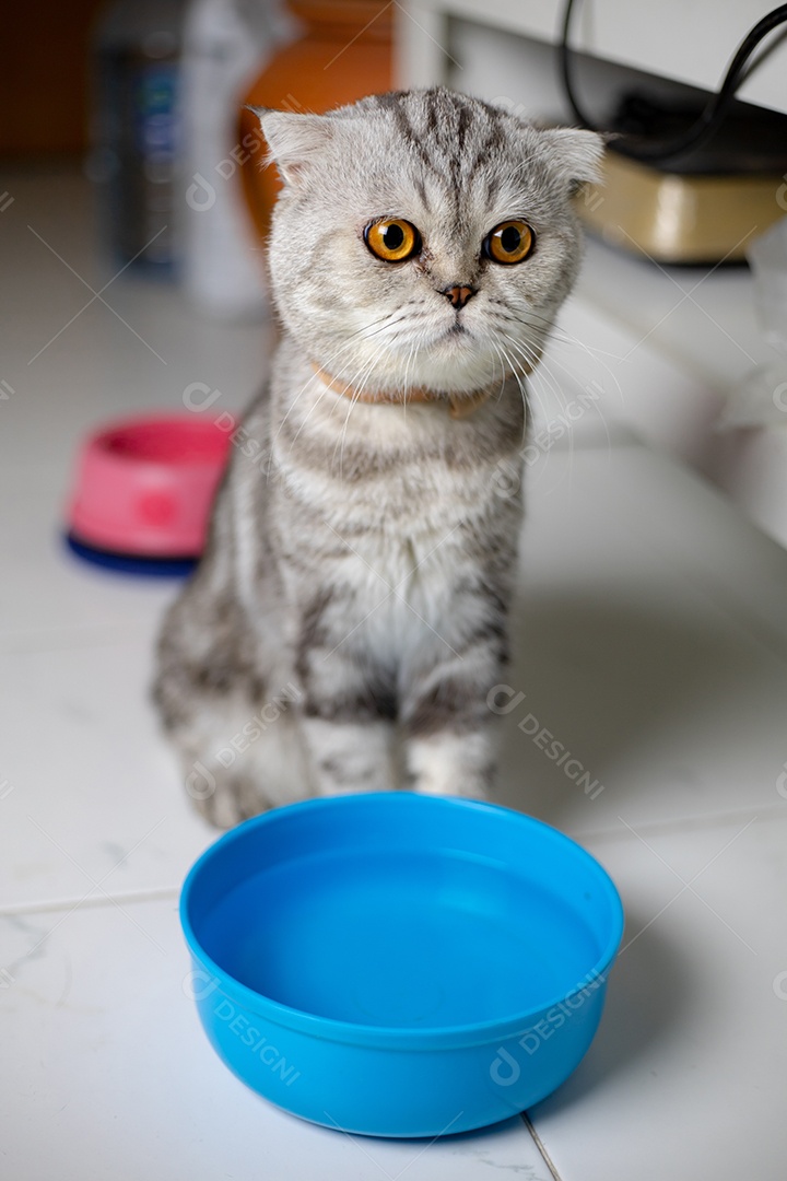 Retrato scottish fold gato no estúdio.