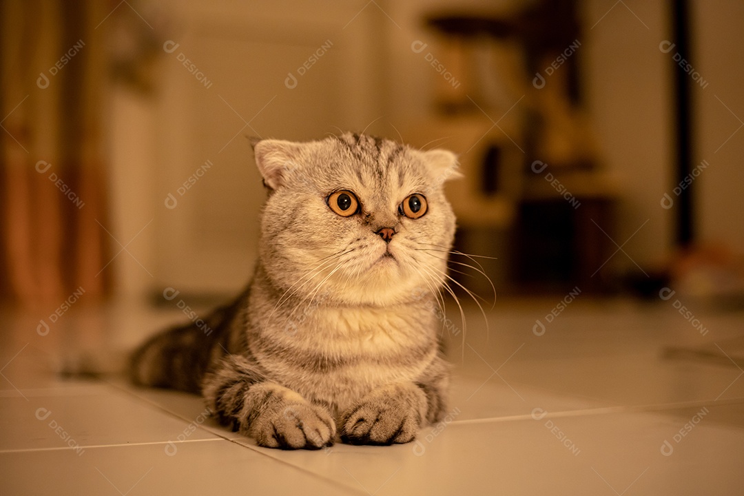 Retrato scottish fold gato no estúdio.