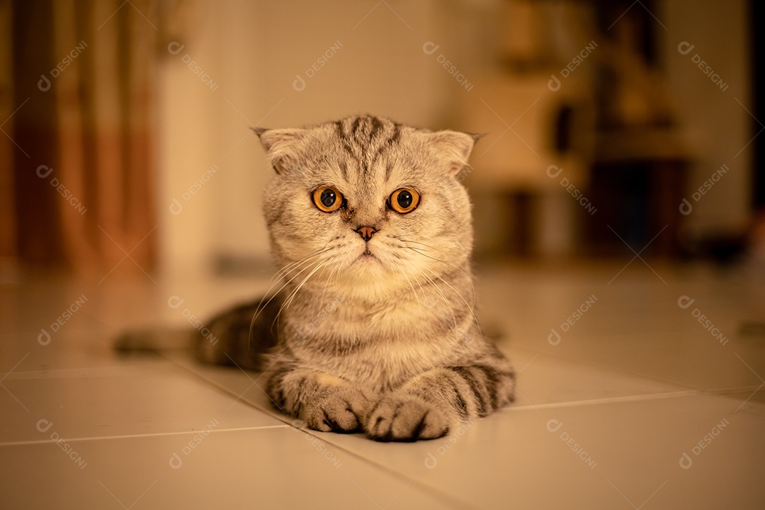 Retrato scottish fold gato no estúdio.