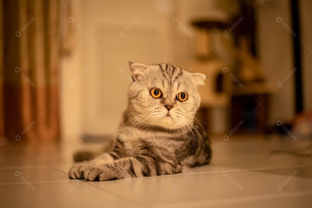 Retrato scottish fold gato no estúdio.