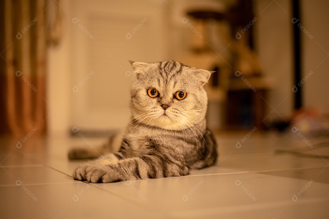 Retrato scottish fold gato no estúdio.