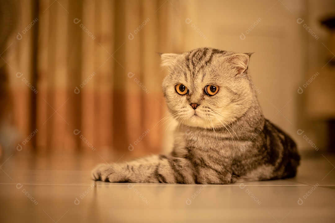 Retrato scottish fold gato no estúdio.