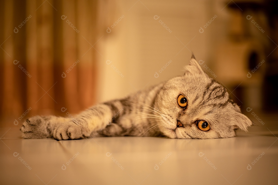 Retrato scottish fold gato no estúdio.