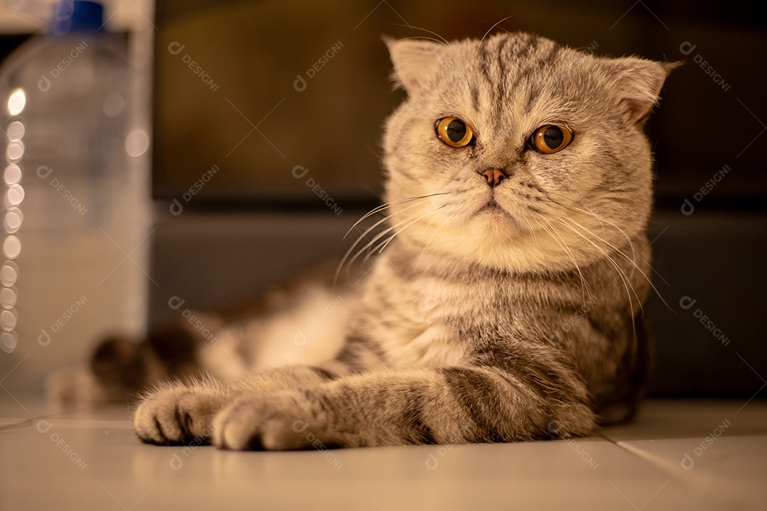 Retrato scottish fold gato no estúdio.