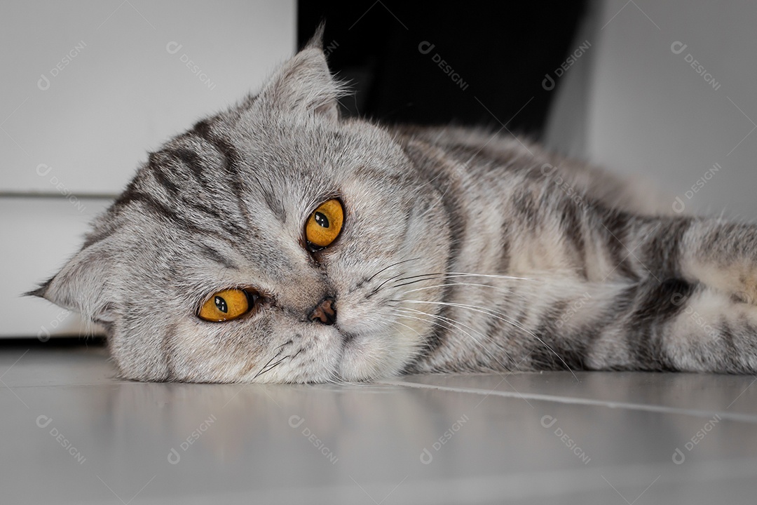 Gato escocês dobrado que se agachou no chão.