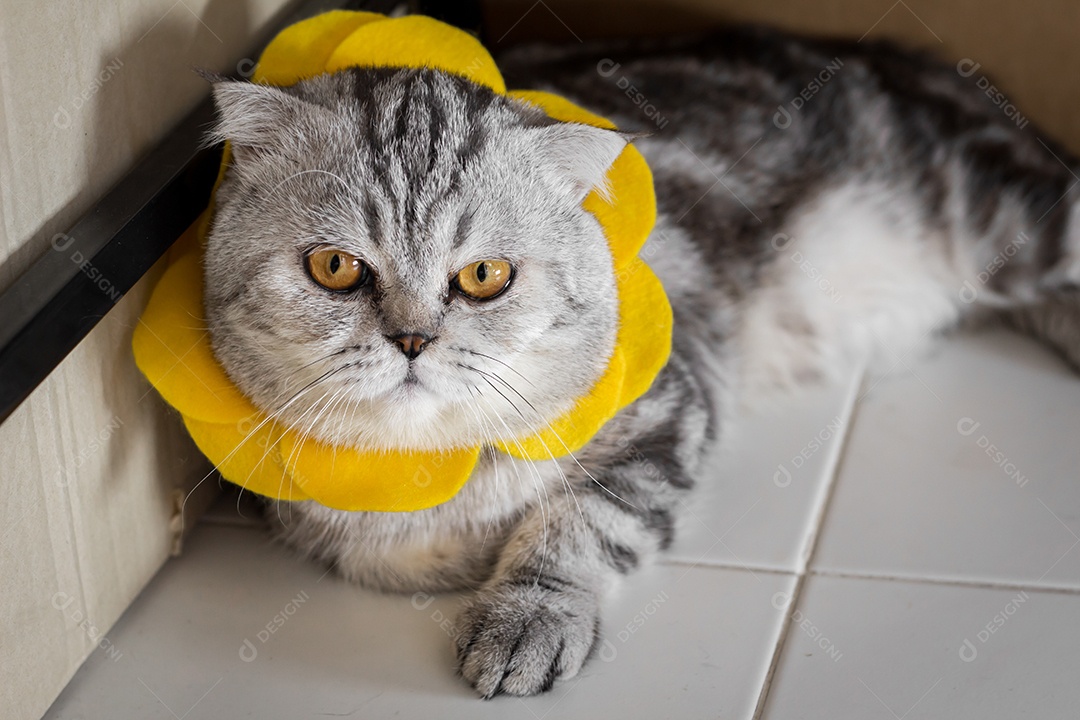 Gato usando uma coleira floral.