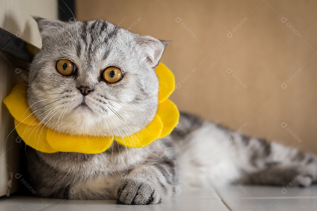 Gato usando uma coleira floral.