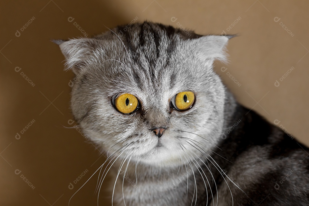 Gato escocês de retrato na sala.