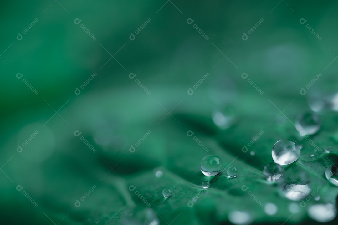 Macro de gotas de água na folha Conceito de água de amor. Amar a natureza
