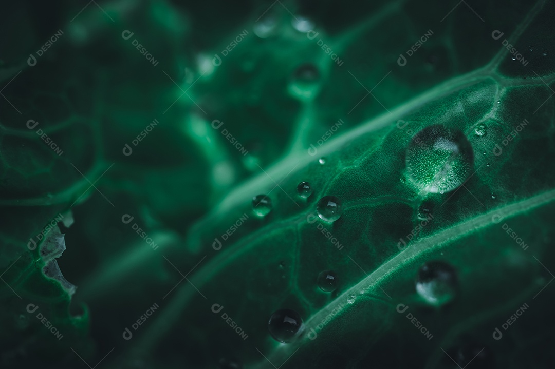 Macro de gotas de água na folha Conceito de água de amor. Amar a natureza