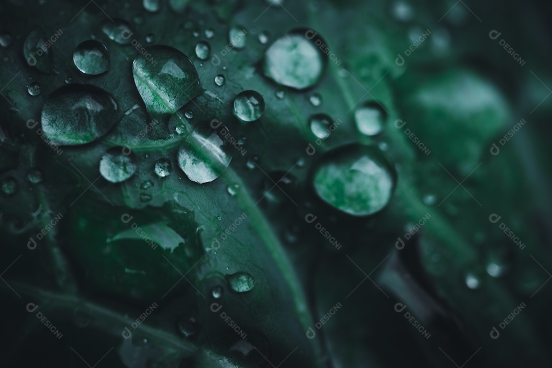 Macro de gotas de água na folha Conceito de água de amor. Amar a natureza