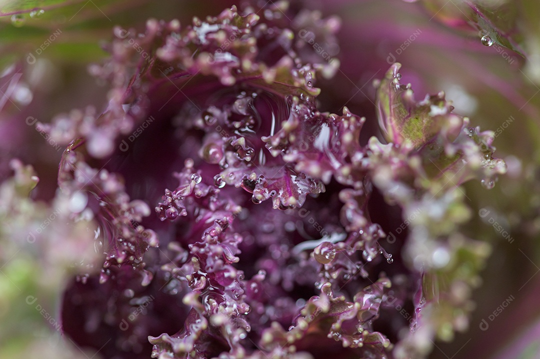 Macro de gotas de água na folha Conceito de água de amor. Amar a natureza