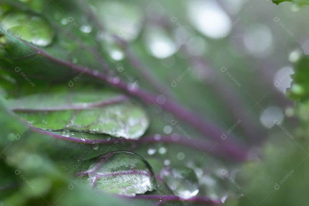 Macro de gotas de água na folha Conceito de água de amor. Amar a natureza
