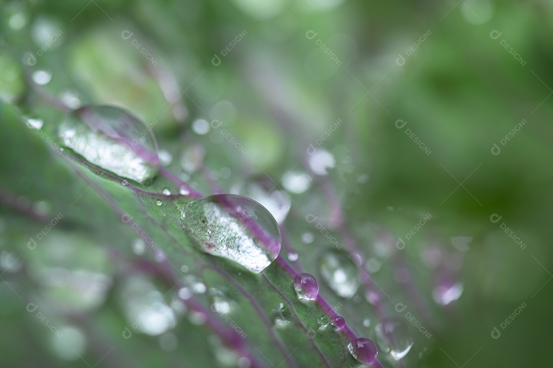 Macro de gotas de água na folha Conceito de água de amor. Amar a natureza