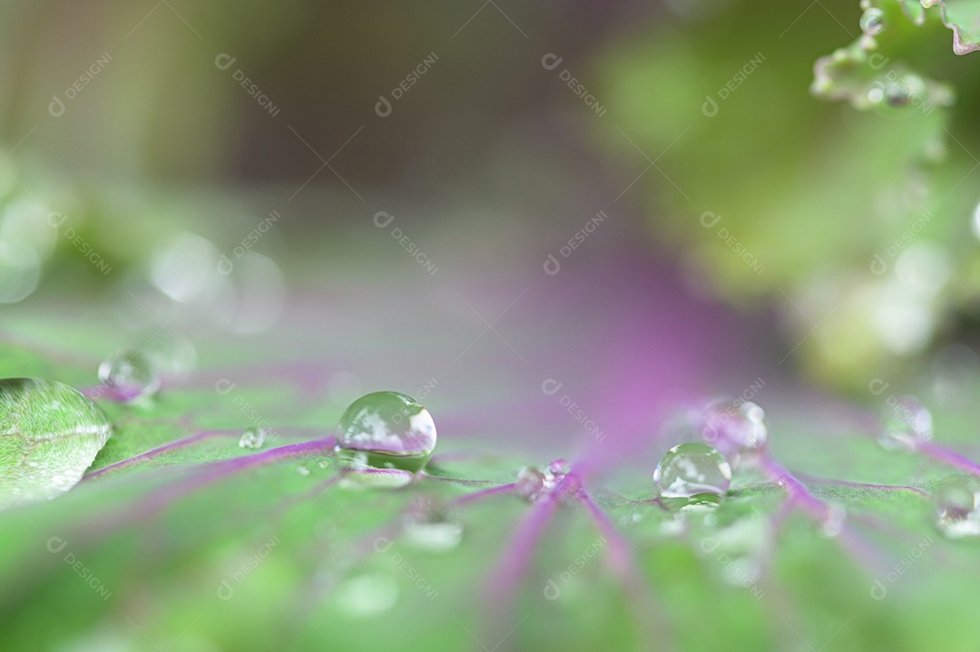 Macro de gotas de água na folha Conceito de água de amor. Amar a natureza