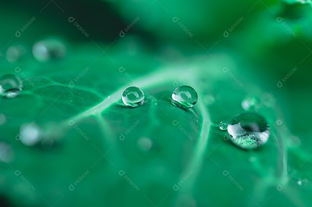 Macro de gotas de água na folha Conceito de água de amor. Amar a natureza