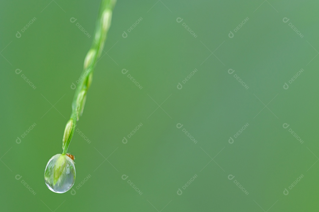 Macro de gotas de água na folha Conceito de água de amor. Amar a natureza