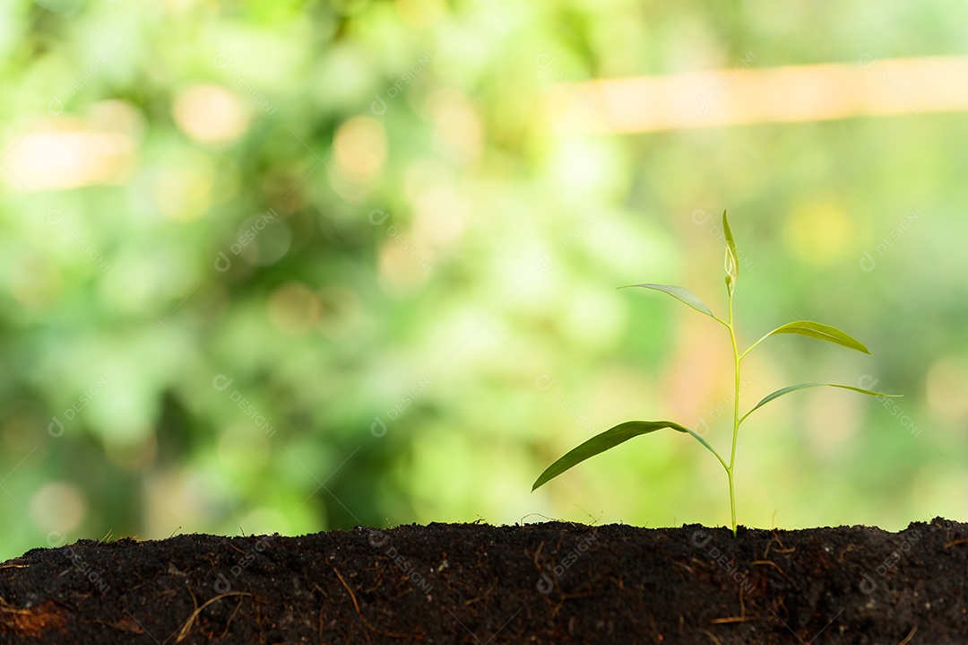 Conceito de árvore de amor Cultivando árvores