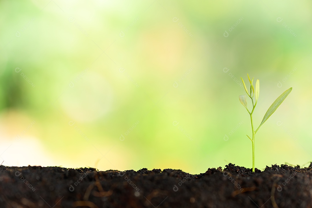 Conceito de árvore de amor Cultivando árvores