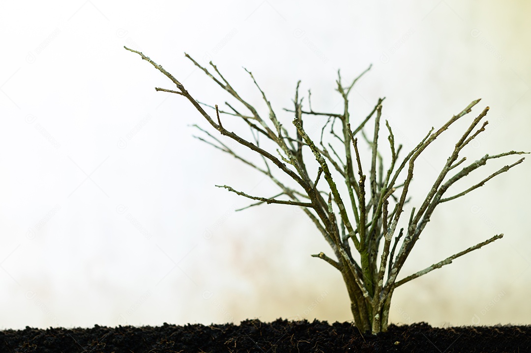 Conceito de seca faz com que as árvores morram