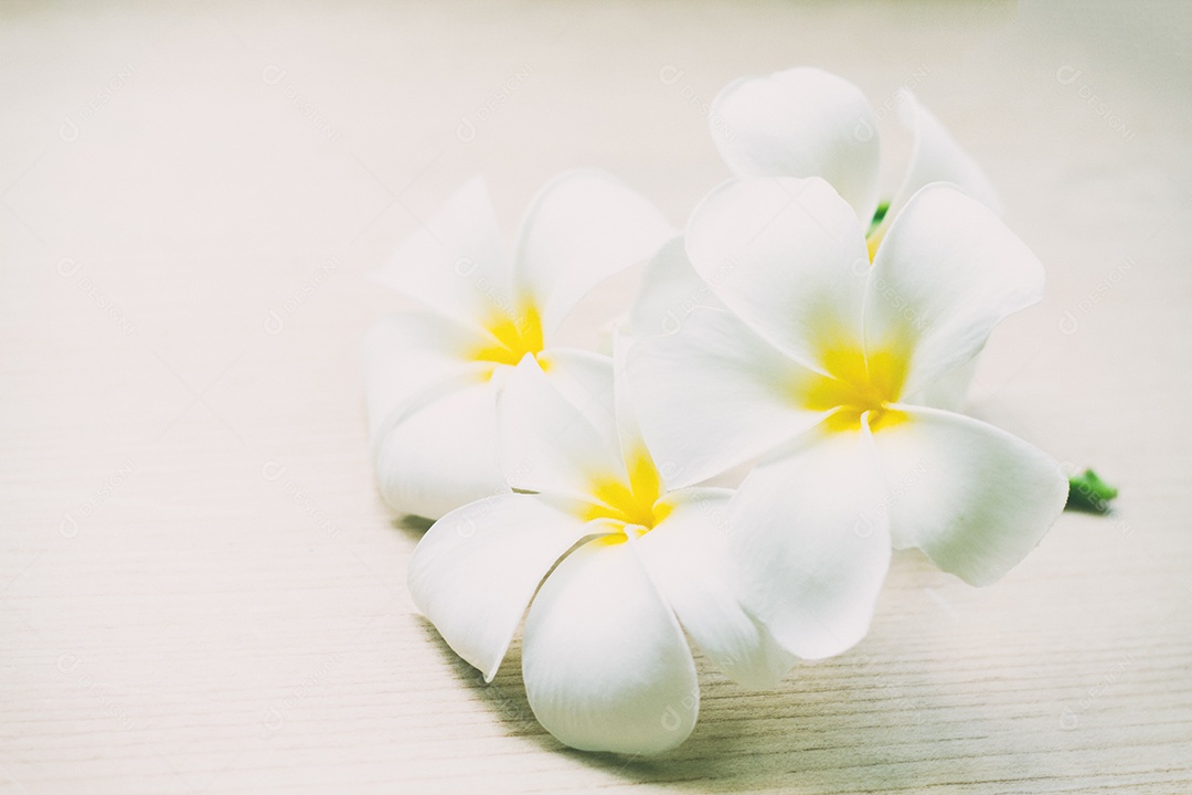 Plumeria flores frescas ou flores tropicais Frangipani na mesa de madeira