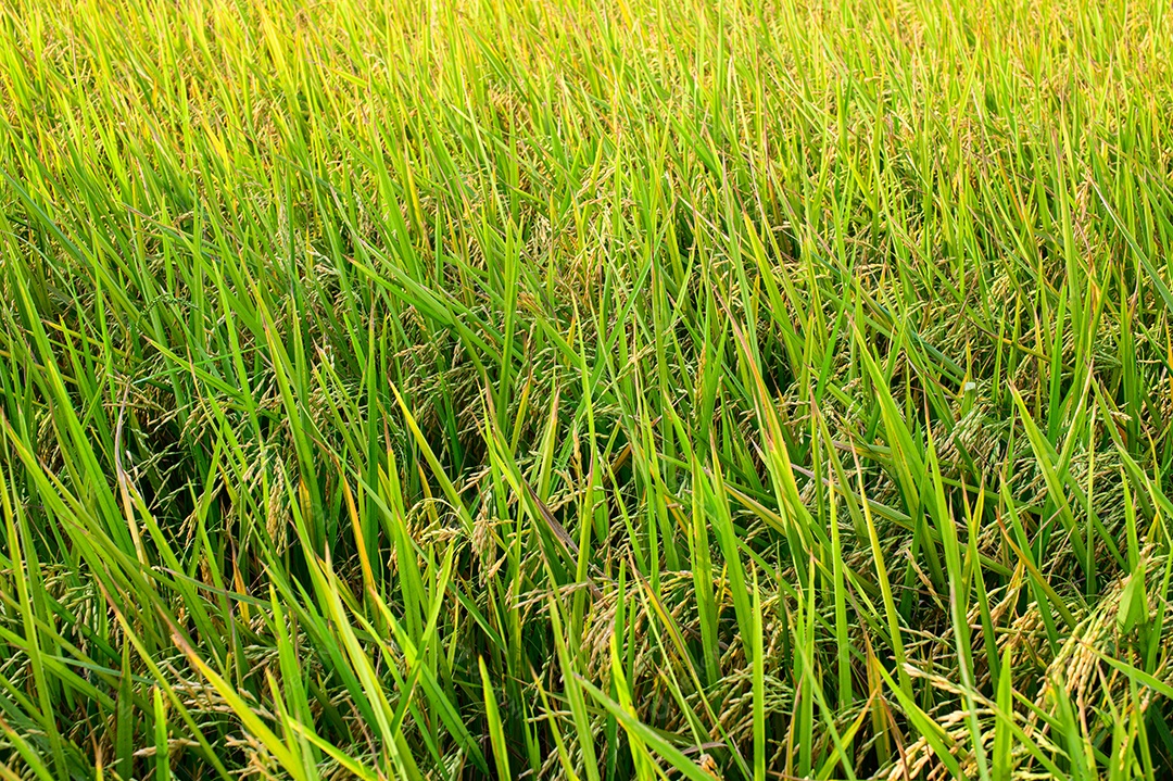 Campos de arroz, verde durante o dia