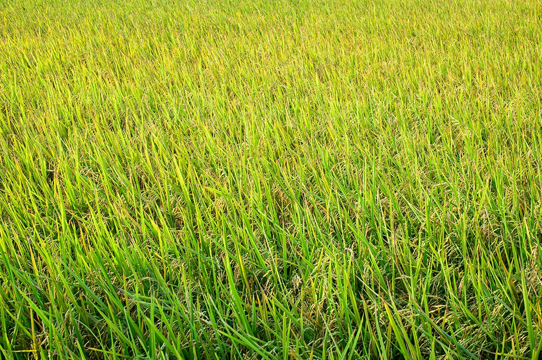 Campos de arroz, verde durante o dia