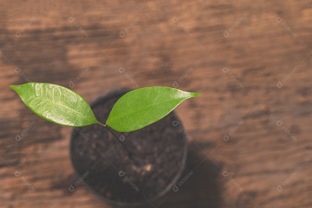 Panelas estão sobre a mesa. Conceito de amor pelas plantas.