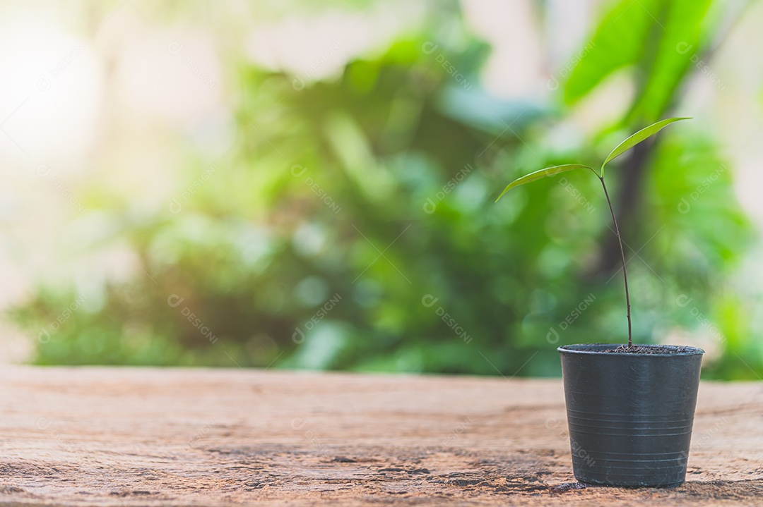 Panelas estão sobre a mesa. Conceito de amor pelas plantas.