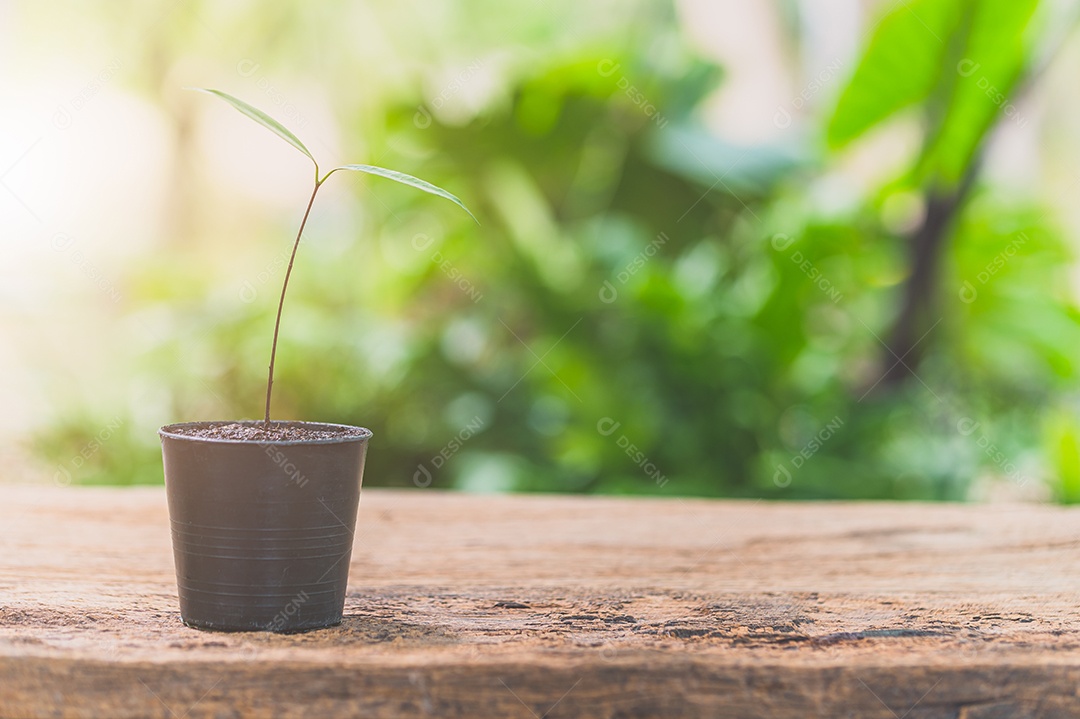Panelas estão sobre a mesa. Conceito de amor pelas plantas.