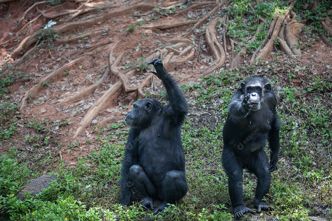 Macacos no zoológico