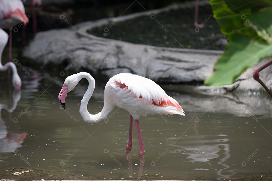 Fiação Flamingo