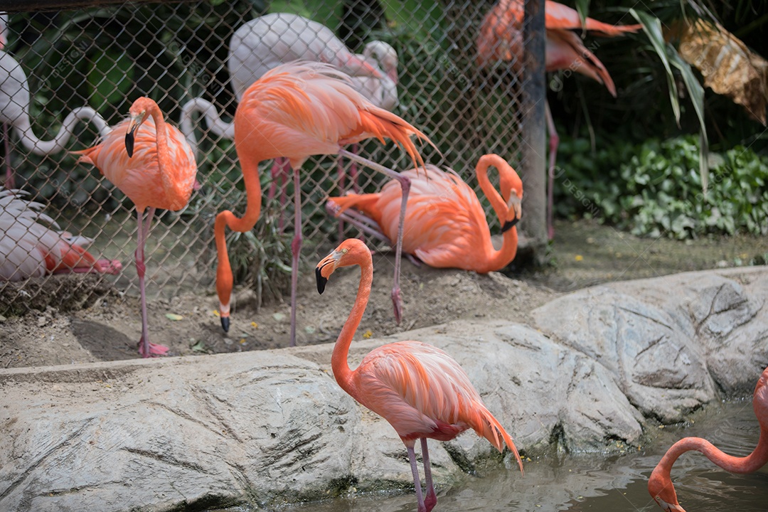 Fiação Flamingo