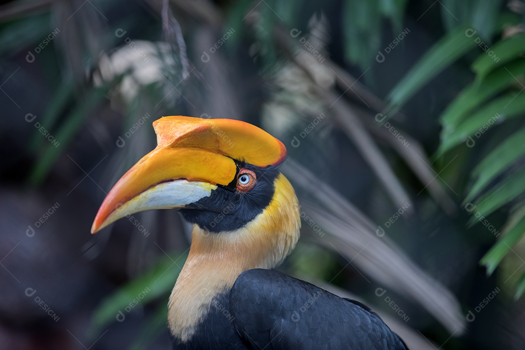 Grande pássaro Hornbill
