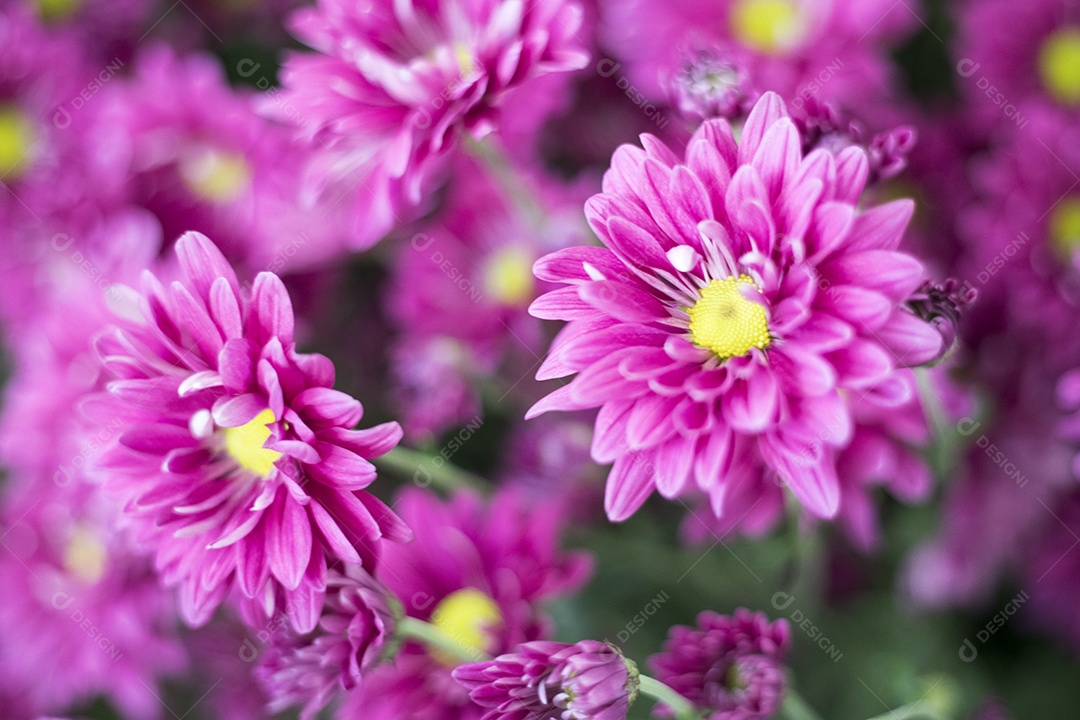 Linda flor rosa gerbera no jardim