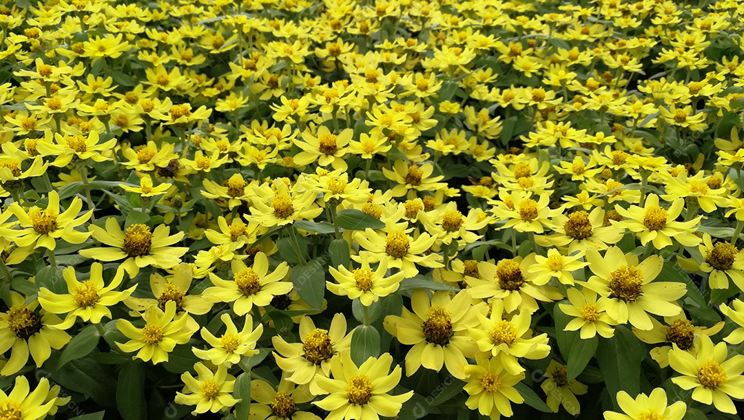 Fundo com lindas flores amarelas