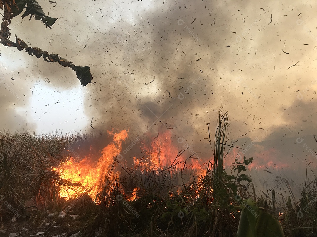 Grama queimando. Fundo de fumaça de campo