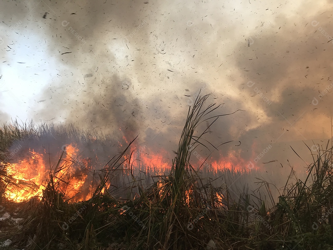 Queimando os campos do aquecimento global e da poluição.