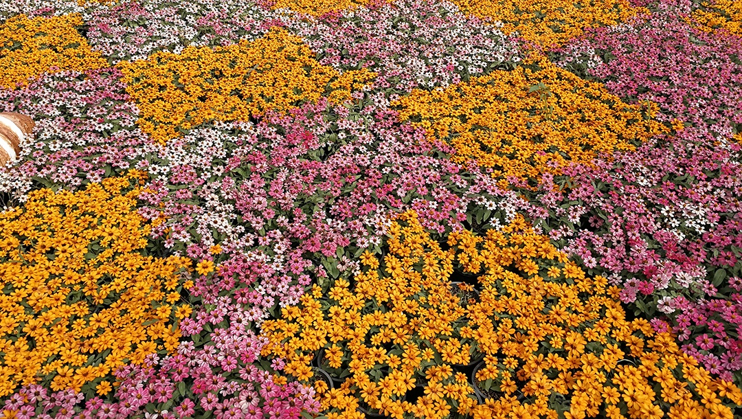 Campo de flores coloridas