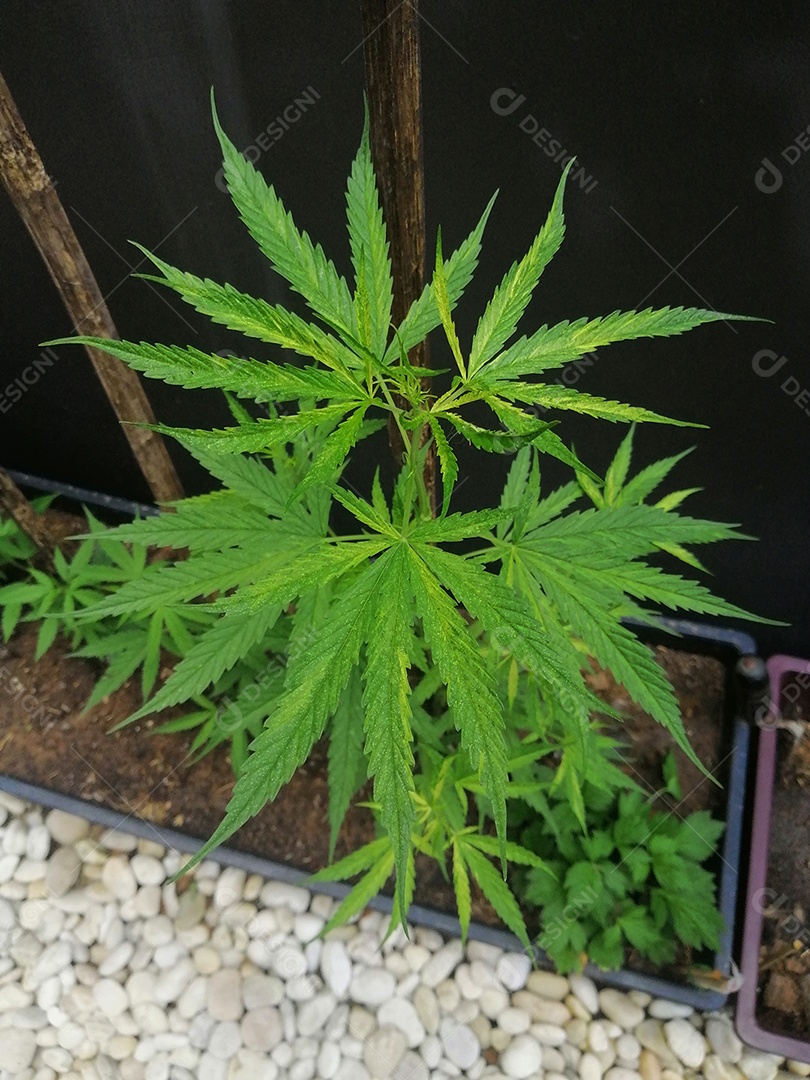 Cannabis verde para medicina