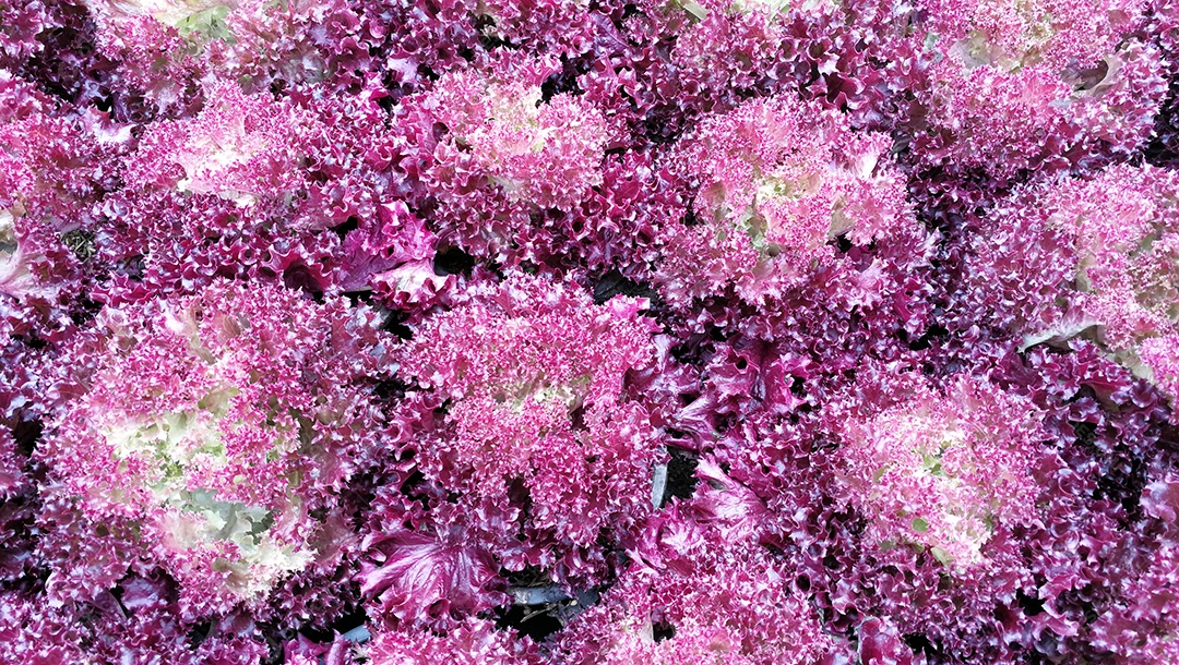 Fundo de vida longa da natureza do repolho.