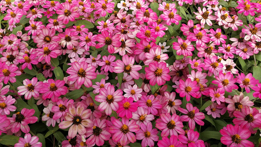 Flores cor de rosa com chão de folhas verdes